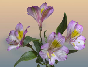 Картинка цветы альстромерия альстромерии