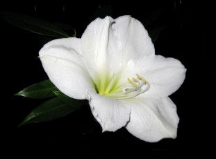 Картинка цветы амариллисы +гиппеаструмы amaryllis аммарилис белый