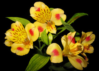 Картинка цветы альстромерия желтая alstroemeria
