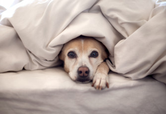 Картинка животные собаки лапа голова постель собака