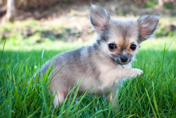 Картинка животные собаки щенок трава луг