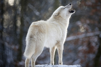 Картинка животные волки волк wolf вой хищник белый