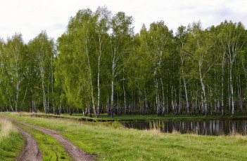 Картинка природа дороги россия лес дорога трава
