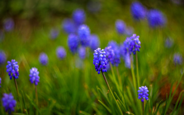 Картинка цветы гиацинты мускари размытость синие