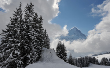 Картинка природа зима снег горы ели ттуман вершина