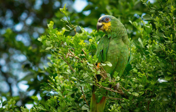 Картинка животные попугаи зеленый мимикрия