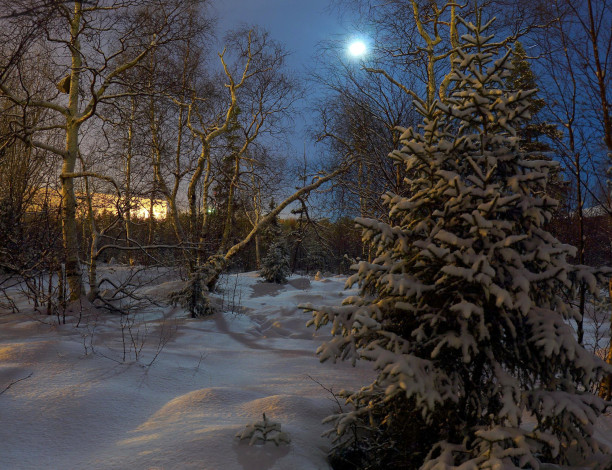 Обои картинки фото природа, зима, снег, деревья, кусты, луна