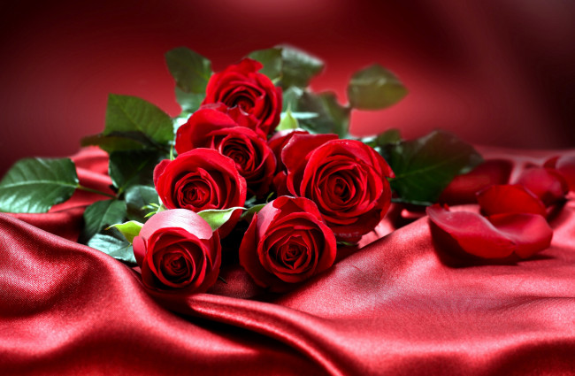 Обои картинки фото цветы, розы, бутоны, шелк, красный