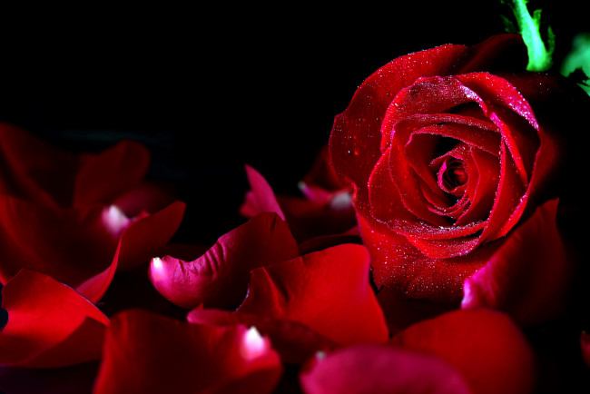 Обои картинки фото цветы, розы, бутон, лепестки, красный, капли