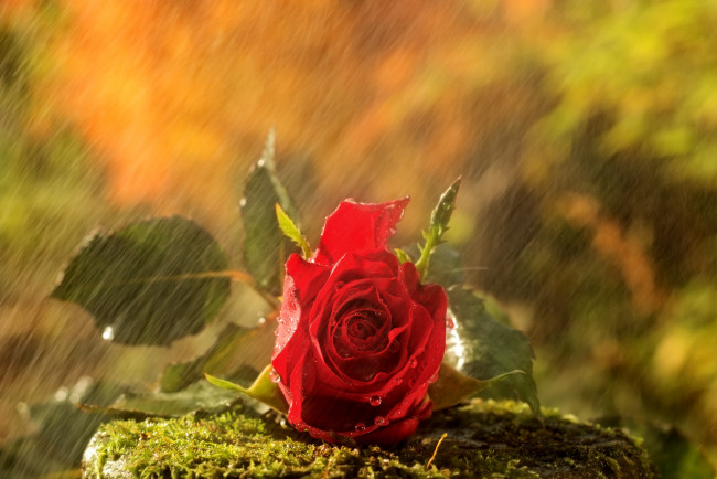 Обои картинки фото цветы, розы, дождь, бутон