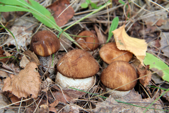 Обои картинки фото природа, грибы, малыши