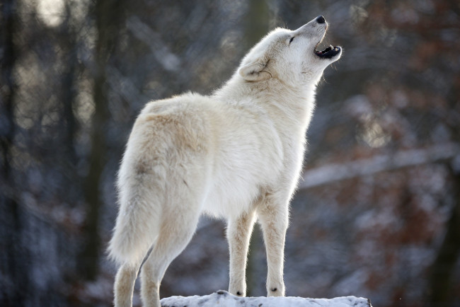 Обои картинки фото животные, волки, волк, wolf, вой, хищник, белый