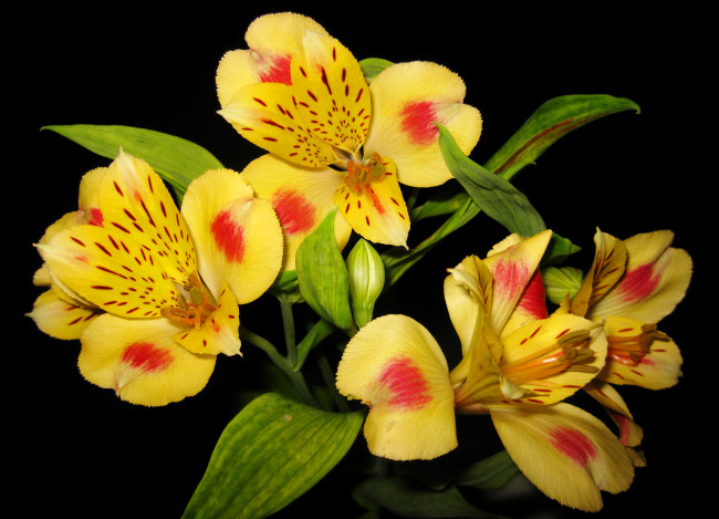 Обои картинки фото цветы, альстромерия, желтая, alstroemeria