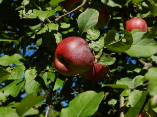 Картинка природа плоды листья яблоко ветка