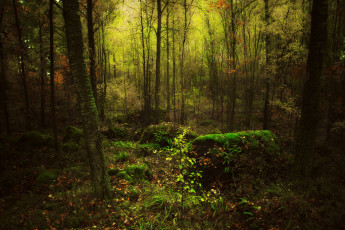 Картинка природа лес осень листья мох чащоба