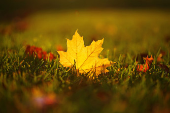 Картинка природа листья лист трава макро осень клен