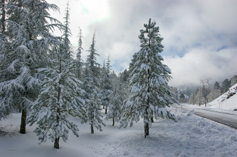 Картинка природа зима дорога ели снег