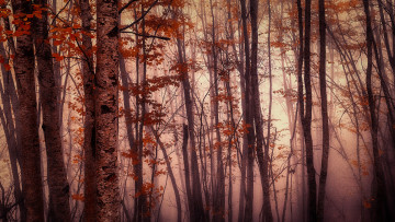 Картинка природа лес краски осень