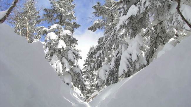 Обои картинки фото природа, зима, сугроб, снег, елка, деревья, лес, небо