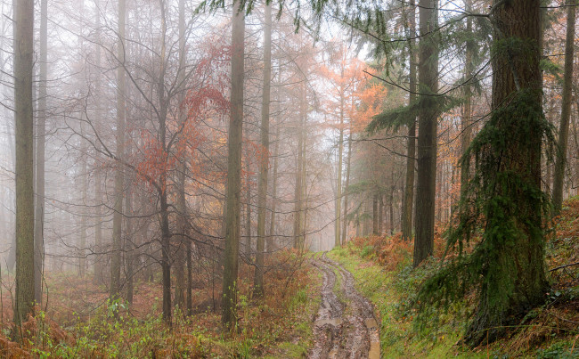 Обои картинки фото природа, дороги, сырость, дорога, лужи, туман, лес, осень
