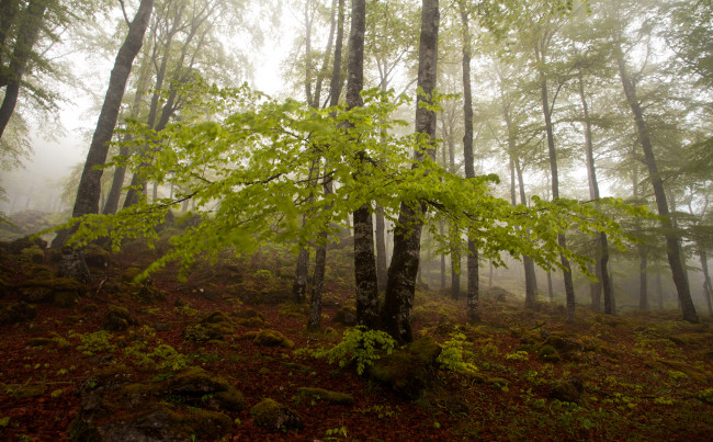 Обои картинки фото природа, лес, деревья, осень, туман, склон