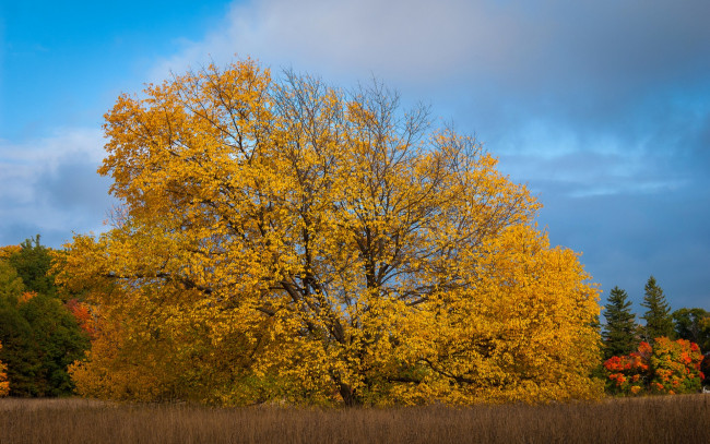 Обои картинки фото природа, деревья, небо, поле, трава, осень