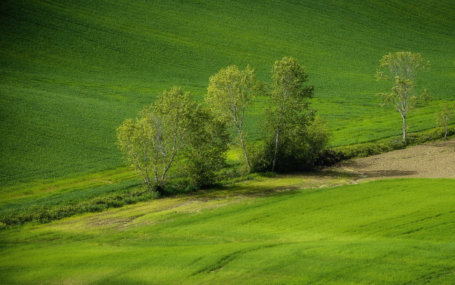 Обои картинки фото природа, поля, весна, зелень, деревья, холм, склон, всходы, поле