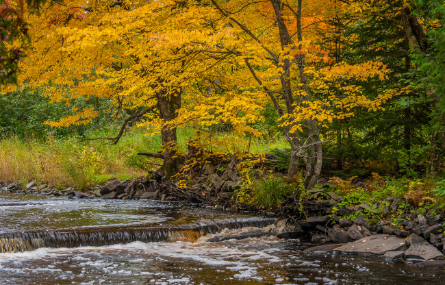 Обои картинки фото природа, реки, озера, деревья, поток, река, осень