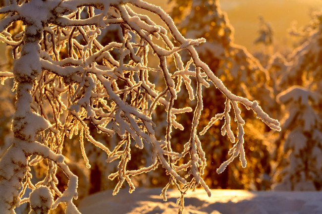 Обои картинки фото природа, зима, снег, солнечно, ветки, деревья, лес