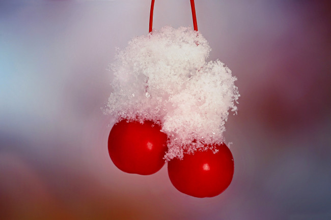 Обои картинки фото природа, Ягоды, снег, черешня, вишня, ягоды