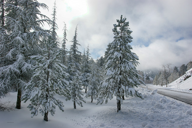 Обои картинки фото природа, зима, дорога, ели, снег