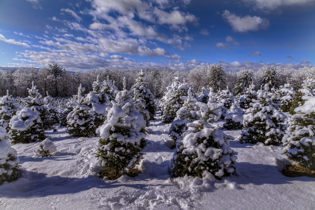 Обои картинки фото природа, зима, снег, ельник