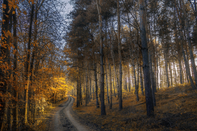 Обои картинки фото природа, дороги, дорога, деревья, осень, лес