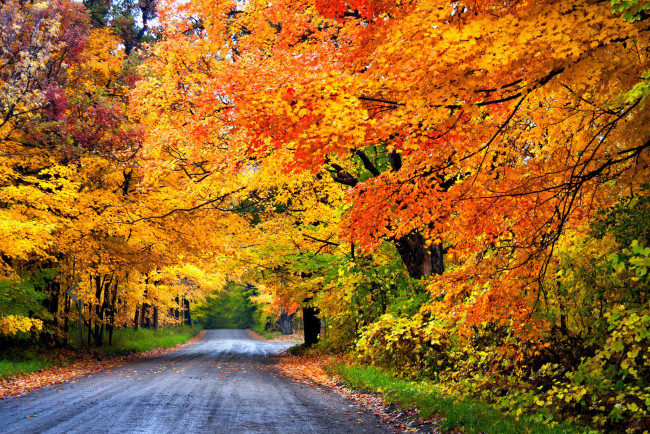 Обои картинки фото природа, дороги, лес, дорога, colorful, road, leaves, trees, деревья, осень, park, nature, forest, листья, colors, fall, autumn, path, walk