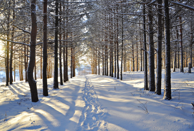 Обои картинки фото природа, зима, лес, деревья, снег, следы, просека