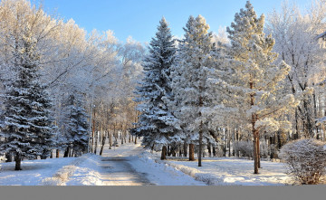 Картинка природа зима деревья снег лес