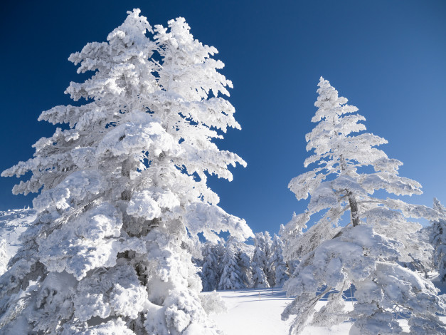 Обои картинки фото природа, зима, пейзаж, небо, снег, деревья