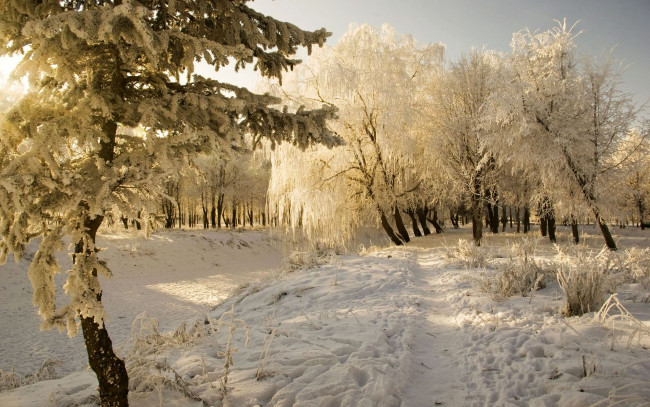 Обои картинки фото природа, зима, снег, деревья, тропа, колея