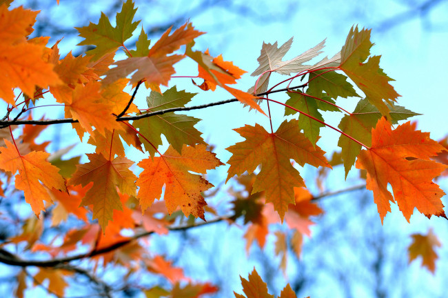 Обои картинки фото природа, листья, осень, клен, небо, ветка