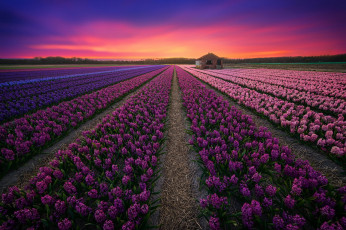 Картинка цветы лаванда лаванды поле закат
