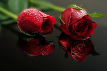 Картинка цветы розы отражение капли бордо бутоны дуэт