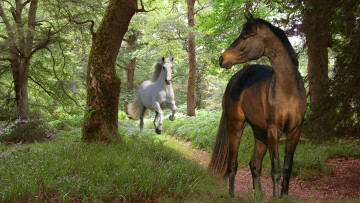 Картинка животные лошади лес