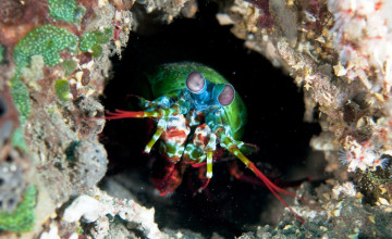 Картинка морской+рак-богомол животные морская+фауна дно актинии вода пещера скала рак