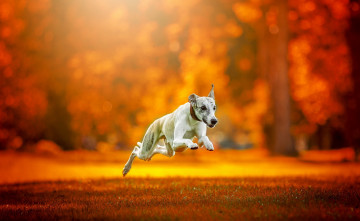 Картинка животные собаки друг бег собака