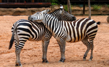 Картинка животные зебры ласка загон песок пара