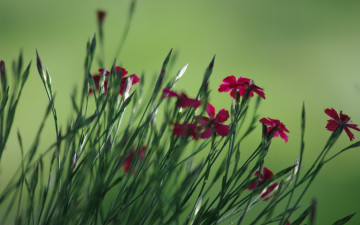 Картинка цветы гвоздики красные полевые