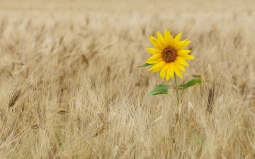 обоя цветы, подсолнухи, одиночество, пшеница, подсолнух, колосья, поле