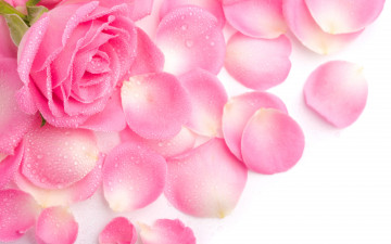 Картинка цветы розы лепестки розовая роза
