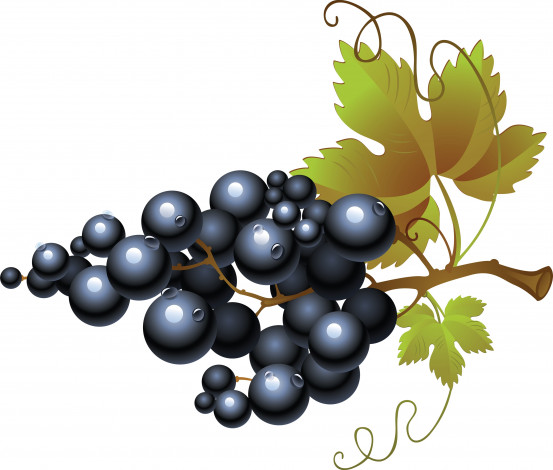 Обои картинки фото векторная графика, еда , food, гроздь, виноград