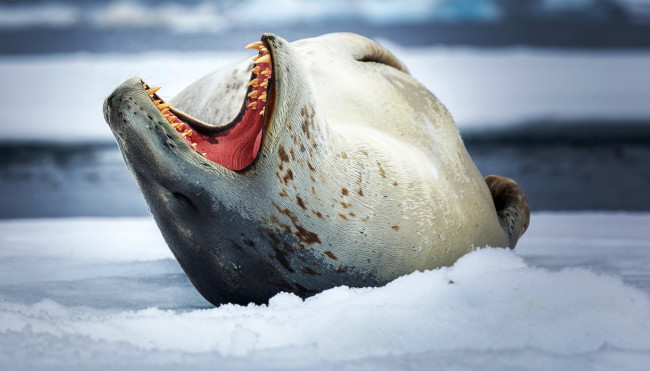 Обои картинки фото животные, тюлени,  морские львы,  морские котики, лёд, снег, зубы, морской, леопард